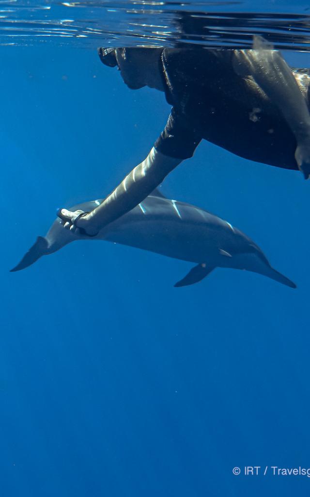 Expérience Rencontre avec les dauphins et les baleines : un banc de dauphins et un plongeur.