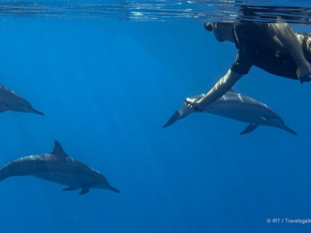 Rencontre Avec Les Dauphins Irt@travels Gallery Dt 2031 (8)