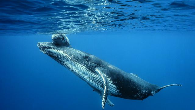 baleine et son baleineau