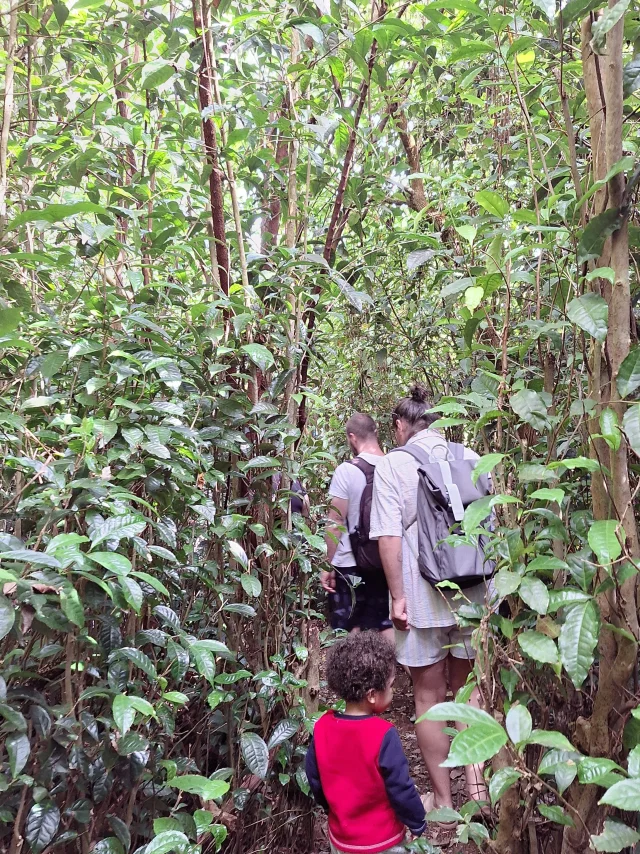 680852145 Labyrinthe En Champs De The Credit Irt A Tossem 4 Rotated