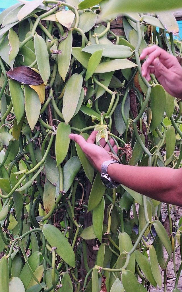 680853863 La Vanilleraie Credit Irt A Tossem 3