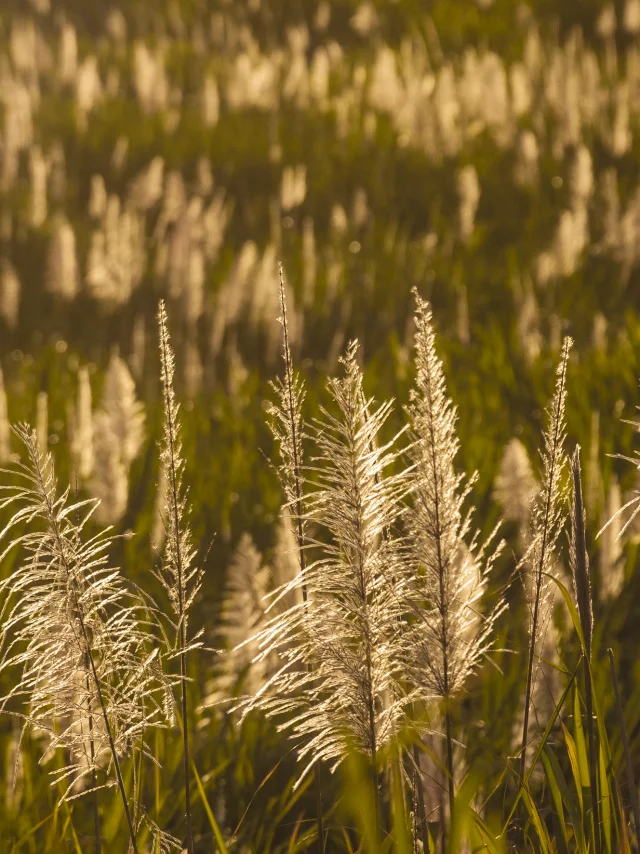Fleurs de canne à Saint-Leu