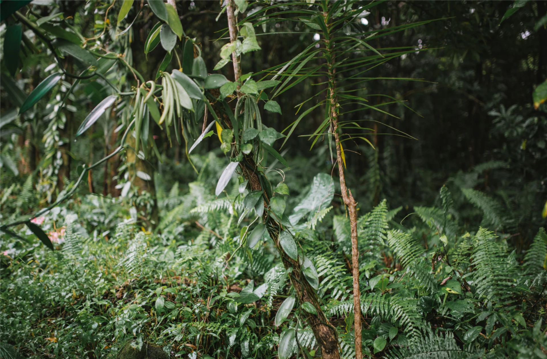 Vanille24 Credit Irt Miles And Love Dts 09 2024