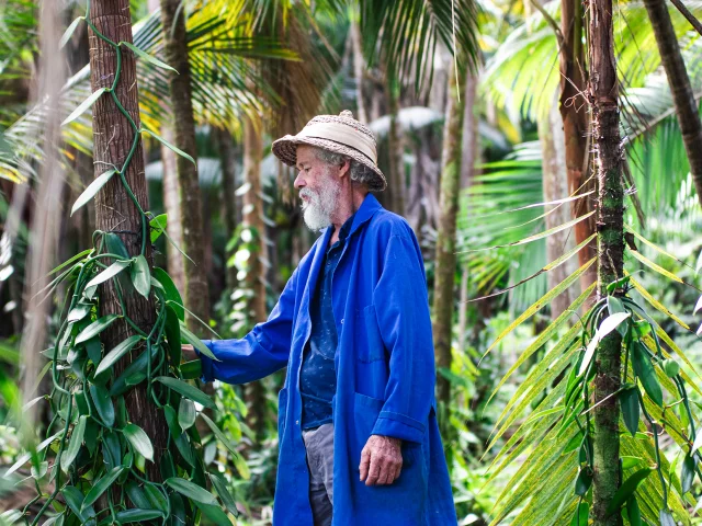 Ile de la Réunion -Ile de la Réunion - Plantation de vanille de la famille Leichnig à Saint-Philippe (sud de l'île) - Louis Leichnig au travail sur sa plantation -